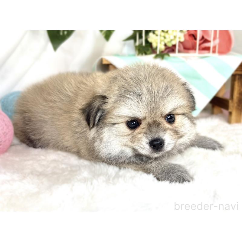 販売中の滋賀県のポメチワ:ポメラニアン×チワワ-409001の2枚目